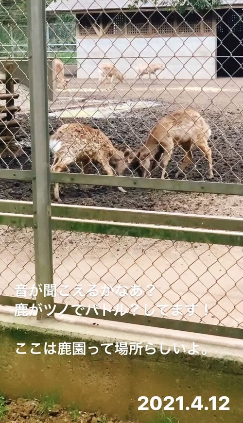 鹿島神宮の鹿園