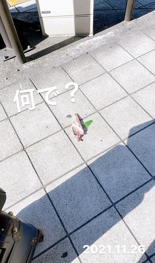 大阪(梅田)で見かけた魚の切り身(2021.11.26)