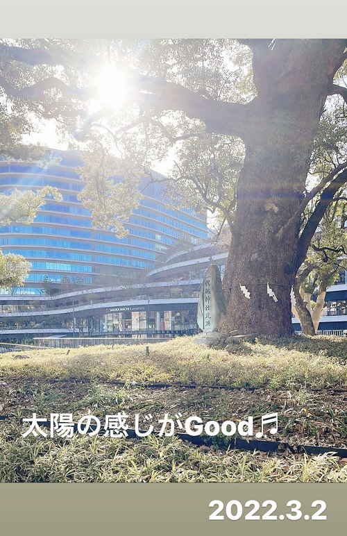 サクラマチクマモトと木漏れ日(2022.3.2)