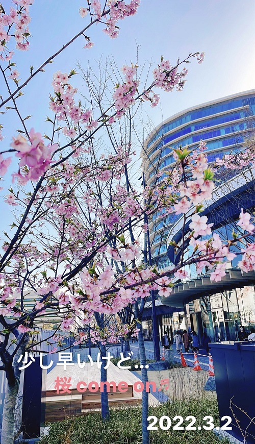 サクラマチクマモトと桜(2022.3.2)