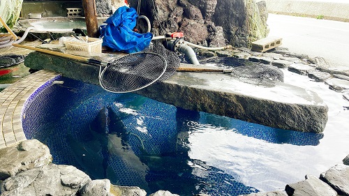 活魚料理 びんび家の生簀