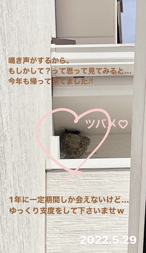 ツバメの巣(2022.5.29)