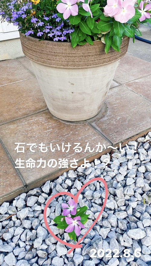 庭の花(2022.8.6)
