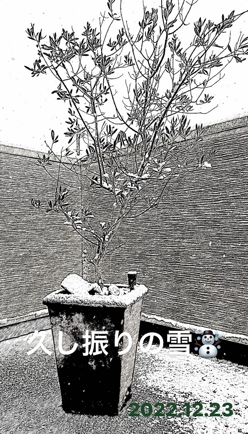 2022年クリスマス前の雪(2022.12.23)