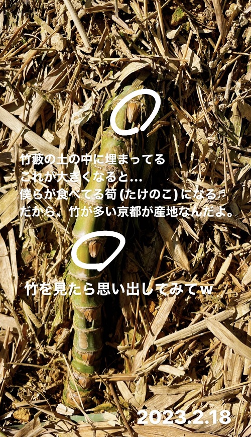 筍の芽(2023.2.18)