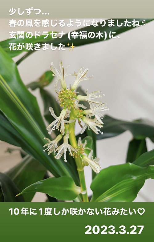 ドラセナ(幸福の木)の花(2023.3.27)